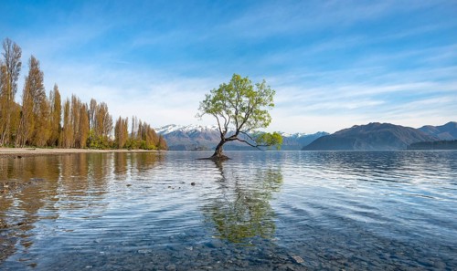 Single tree stands in water, Wanaka Lake