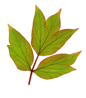 Tree peony leaf (Paeonia suffruticosa), France