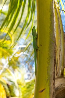 Madagascar giant day gecko (Phelsuma madagascariensis) climbing palm tree, Oronjia Sanctuary