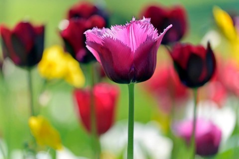 Violet Tulip (Tulipa), blurred colorful in the background