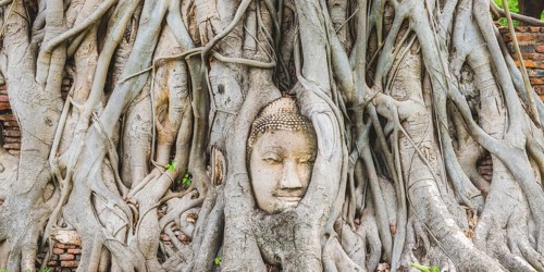 Head of a Buddha statue, grown in roots