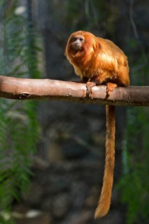 Golden lion tamarin (Leontopithecus rosalia) sitting on branch, captive