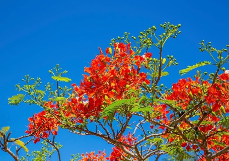 Royal Poinciana (Delonix regia), protected area Oronjia