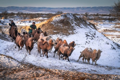 Camel driver with herd of camels