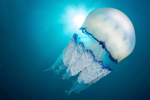Root-mouth jellyfish