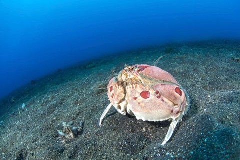 Spotted box crab