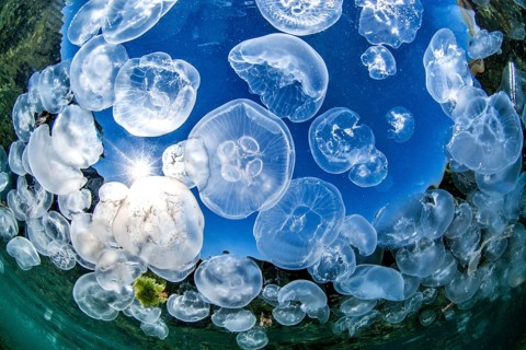 School of Common jellyfishes