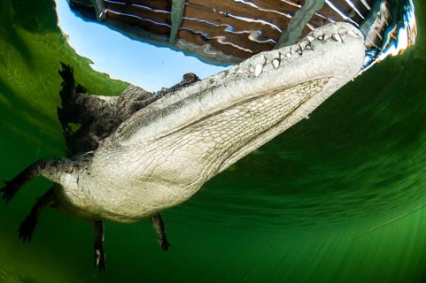 American crocodile