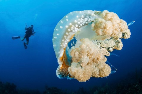 Australian spotted jellyfish