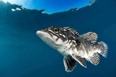 Wreckfish