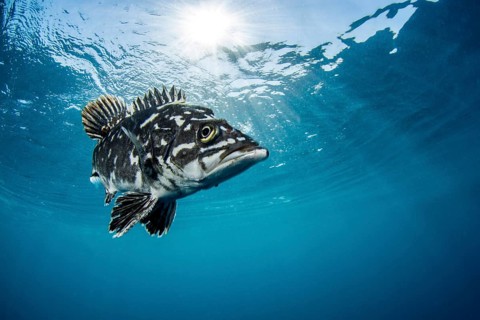 Wreckfish