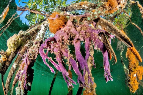Sponges on mangrove roots