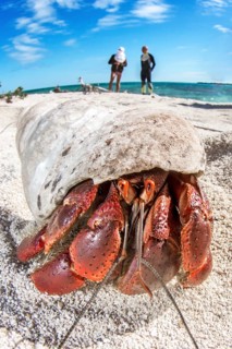 Strawberry hermit crab
