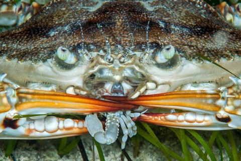 Swimming crab