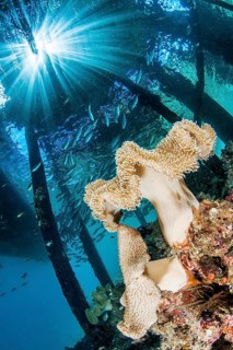 Mushroom leather coral