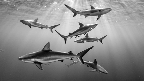 Caribbean Reef Sharks