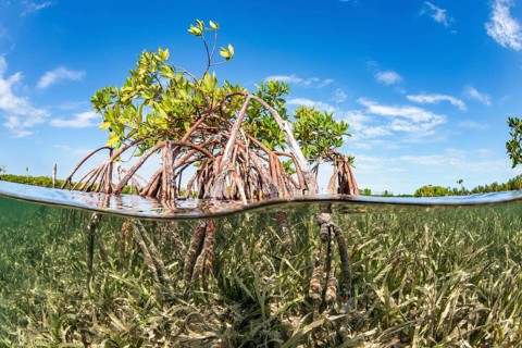 Mangroves