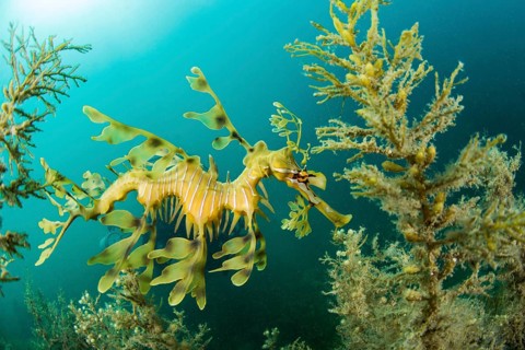 Leafy seadragon