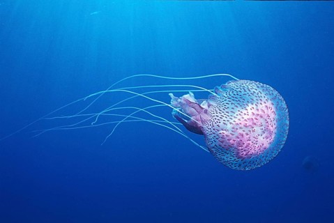 Mauve stinger