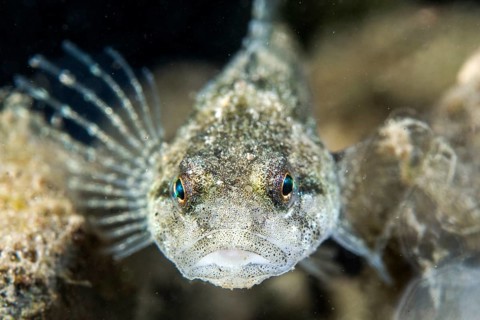 Lez sculpin
