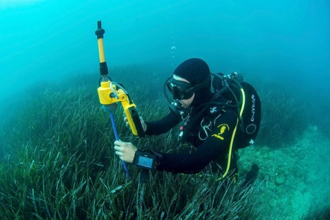 Diver and marine biologist maps a seagrass meadow