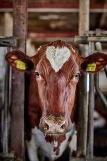 Dairy cow