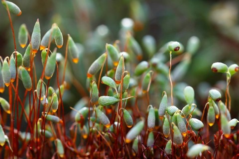 Common cord-moss
