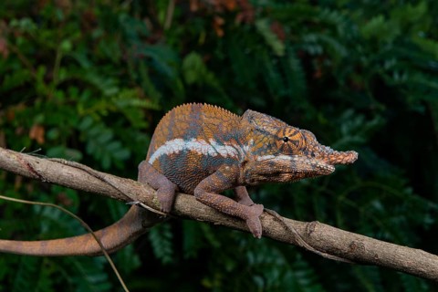 Chameleon