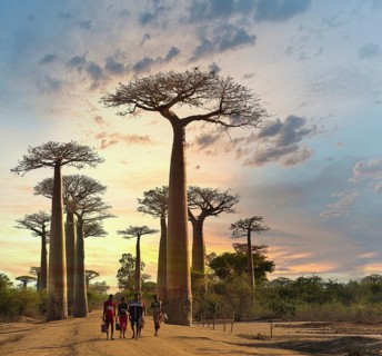 Baobab Alley