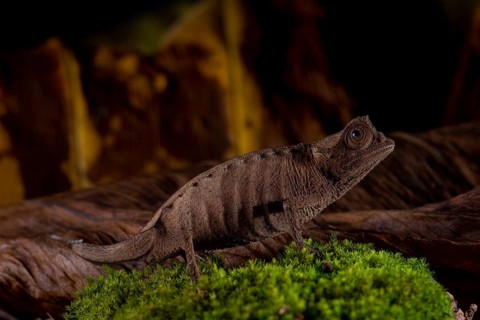 Plated leaf chameleon
