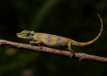 Male Chameleon