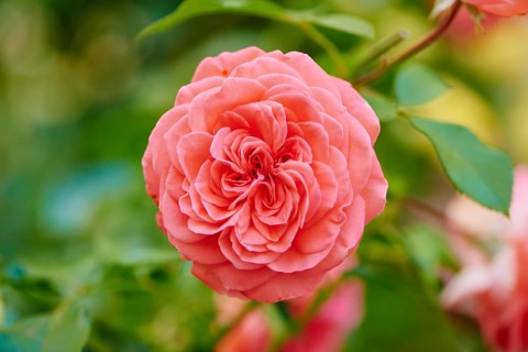 Hybrid Tea Rose 'Fragrant Cloud' blooming in a garden