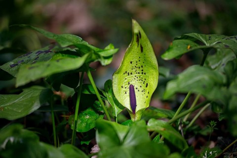 Wild arum