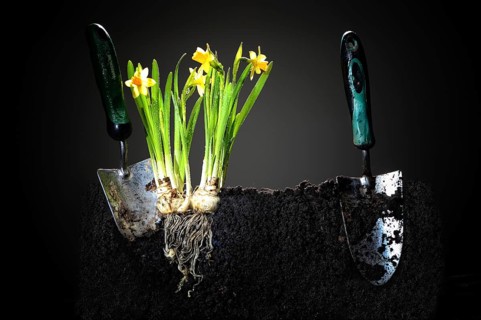 Daffodils