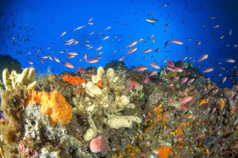 Deep coral rock and Mediterranean Basselete