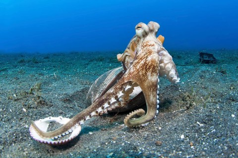 Coconut octopus