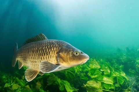 Common carp