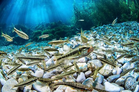 Common minnow