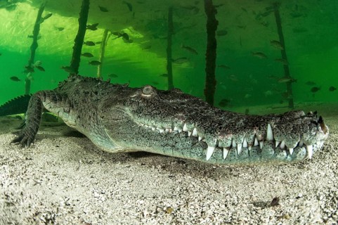 American crocodile