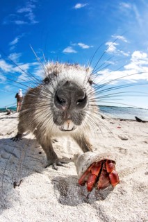 Desmarest's hutia