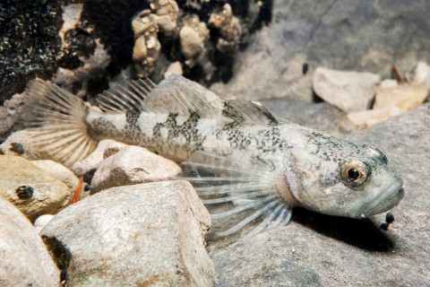 Lez sculpin