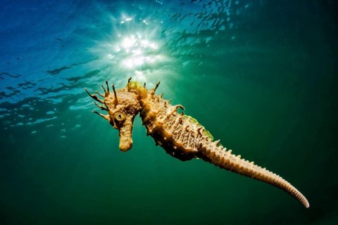 Long-snouted seahorse
