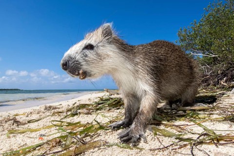 Desmarest's hutia