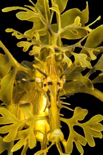 Leafy seadragon