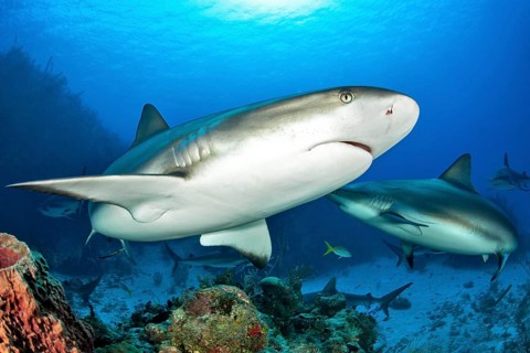 Caribbean Reef Sharks