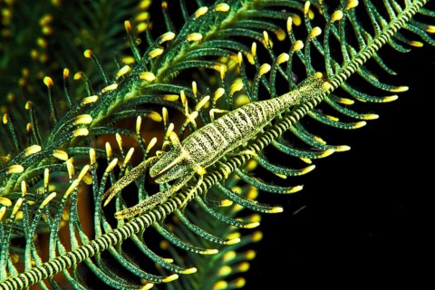 Ambon Crinoid Shrimp