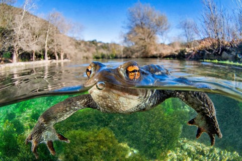 Common toad