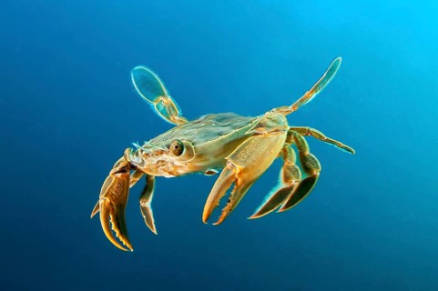 Henslow's crab