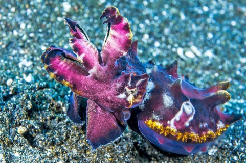 Flamboyant cuttlefish