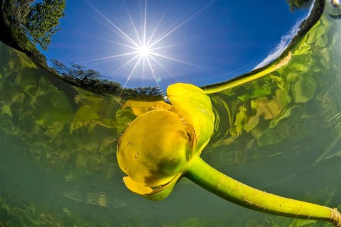 Yellow water-lily